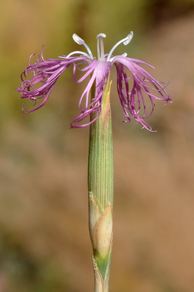 Image of Dianthus angrenicus specimen.