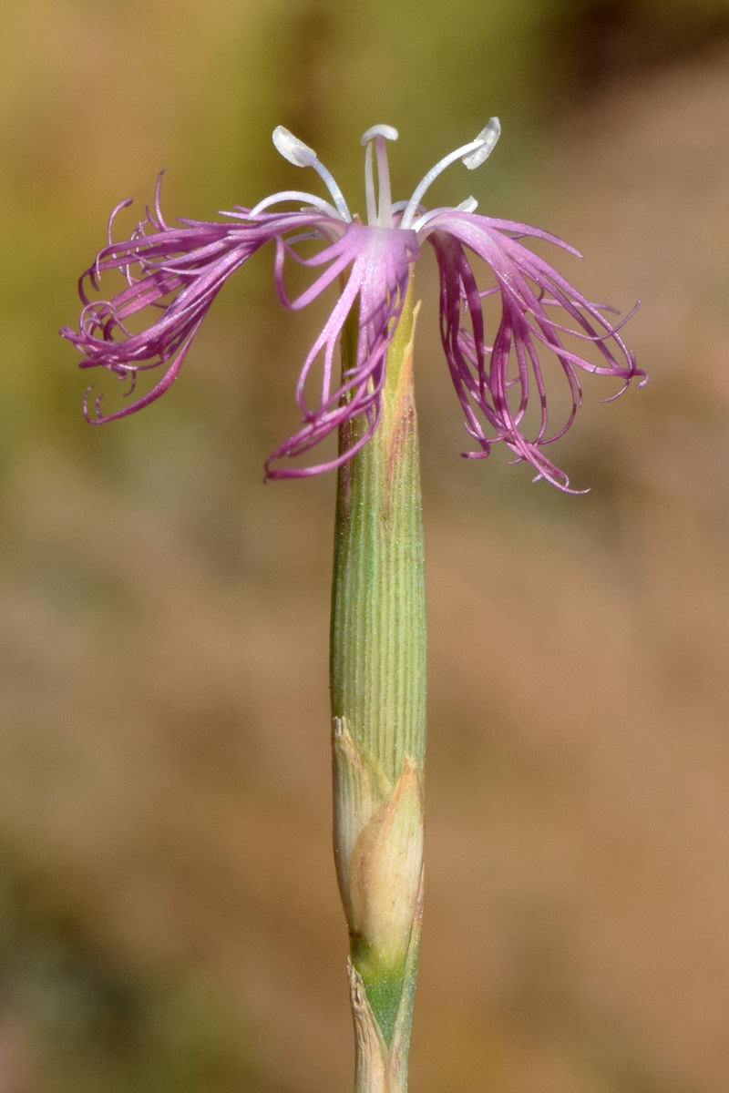 Изображение особи Dianthus angrenicus.