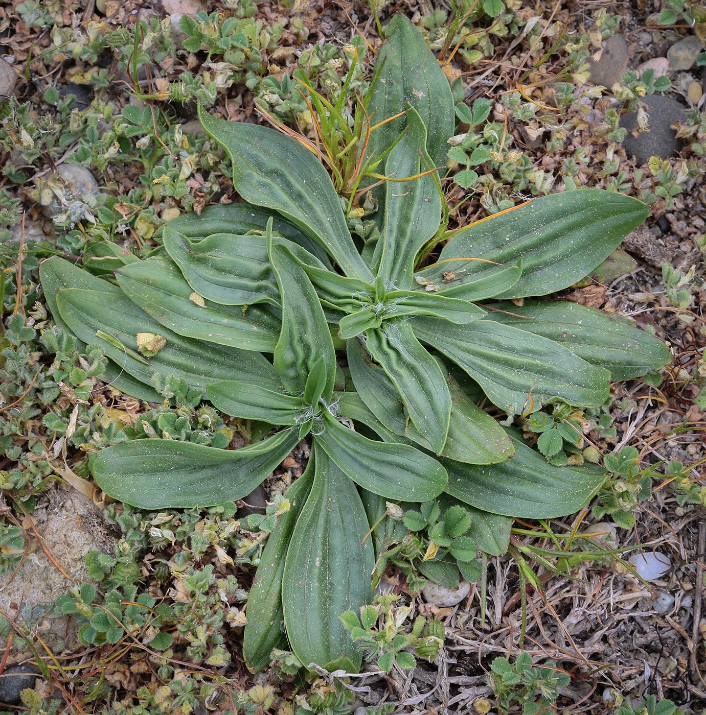 Image of Plantago lanceolata specimen.