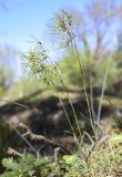 Poa bulbosa