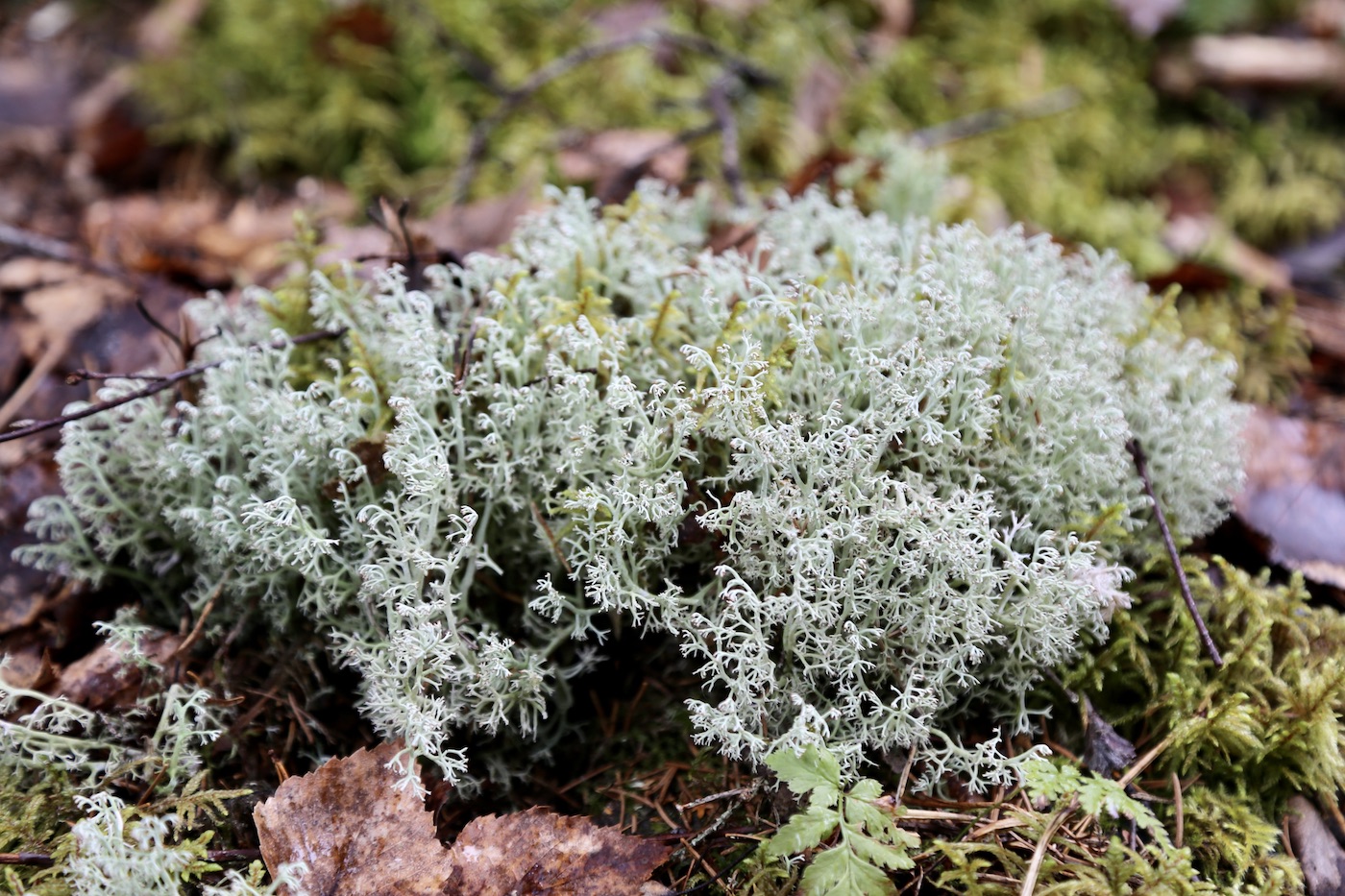 Изображение особи Cladonia arbuscula.