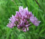 Allium angulosum. Соцветие. Коми, окр. г. Сыктывкар, долина р. Вычегда, Алёшино, заливной луг. 12.06.2010.