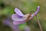 Viola variegata. Цветок (вид сбоку). Приморский край, Шкотовский р-н, окр. пос. Подъяпольск, склон сопки, широколиственный лес. 29.04.2024.