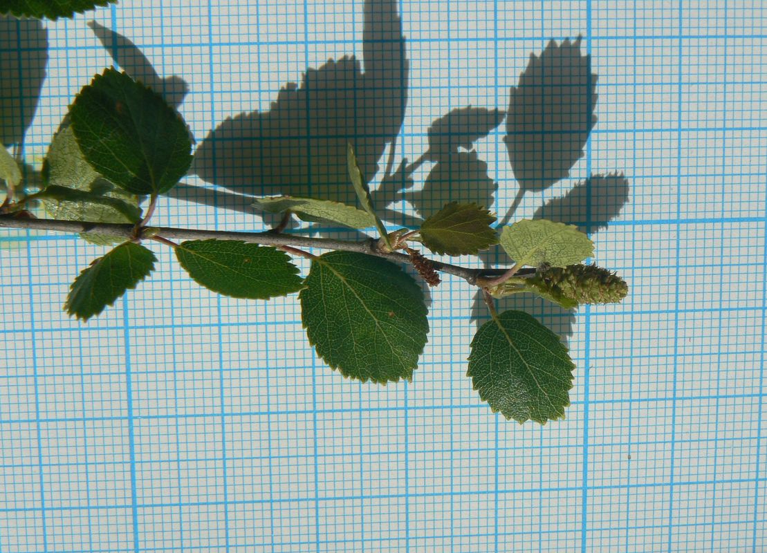 Image of Betula × intermedia specimen.