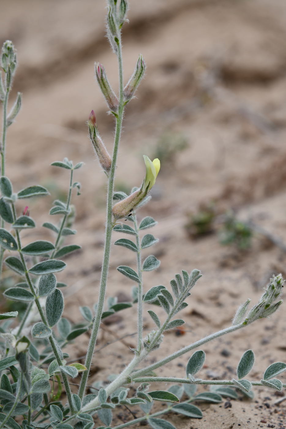 Изображение особи Astragalus turczaninowii.