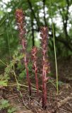 Orobanche laxissima