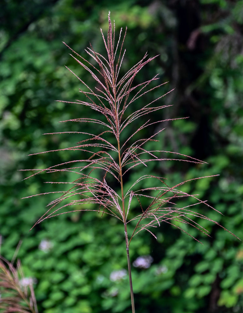Image of Miscanthus floridulus specimen.