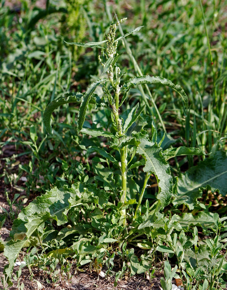 Изображение особи Rumex crispus.