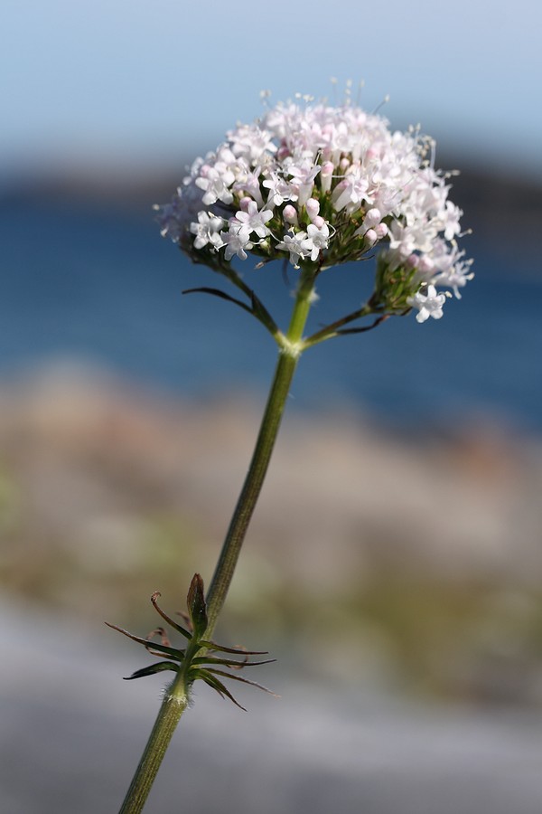 Изображение особи Valeriana sambucifolia.