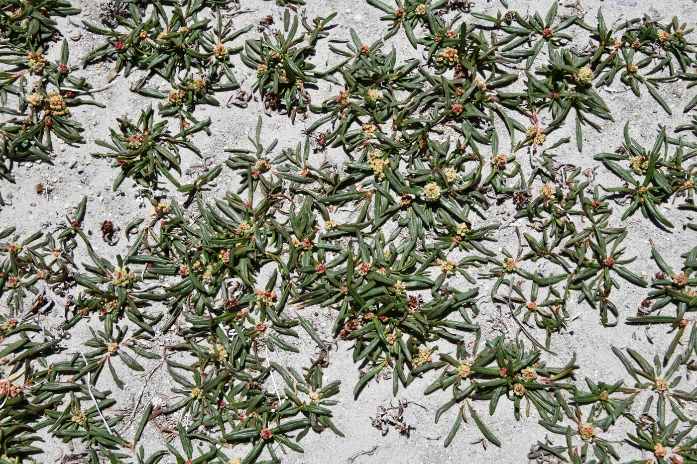 Image of Knorringia pamirica specimen.