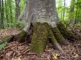 Fagus × taurica. Комлевая часть и поросшие мхом частично обнажённые корни взрослого дерева. Крым, городской округ Алушта, окр. Ангарского перевала, буковый лес. 27.05.2024.