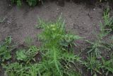 род Cirsium