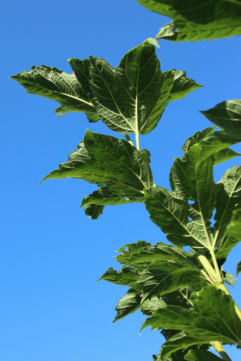 Image of Viburnum opulus f. roseum specimen.