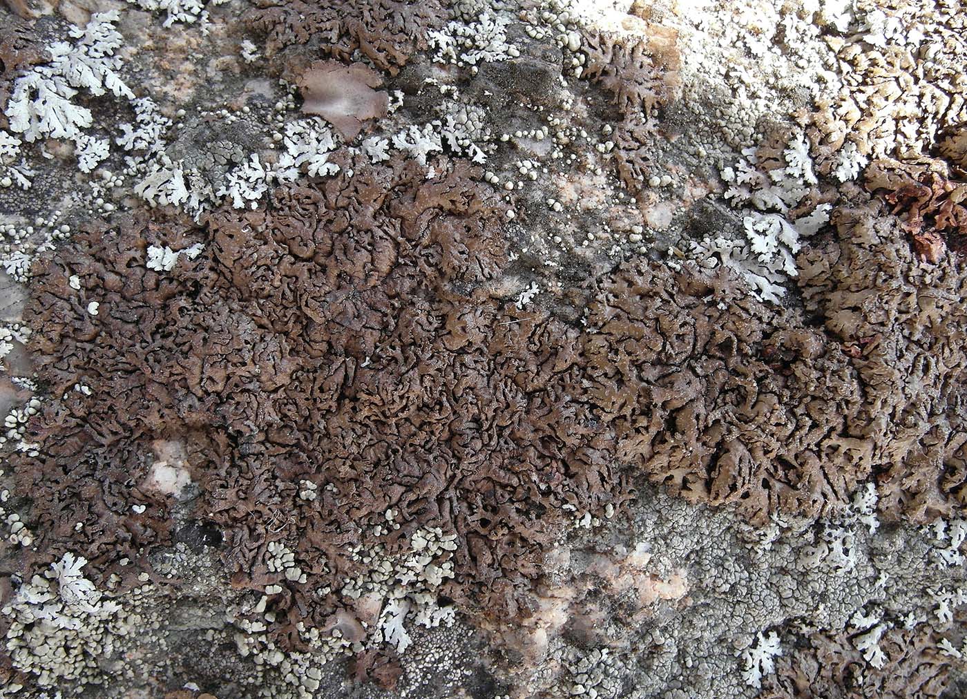 Изображение особи Melanelia sorediata.