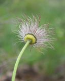 Pulsatilla multifida