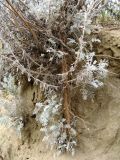 Artemisia lercheana