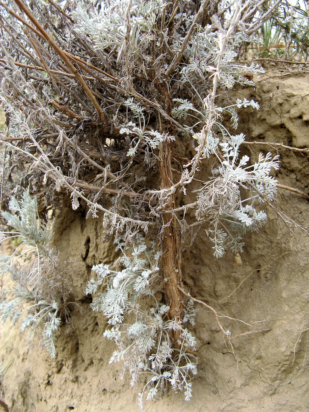 Изображение особи Artemisia lercheana.