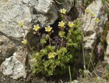 Saxifraga exarata. Цветущее растение. Болгария, гора Пирин, по туристической тропе между хижиной Вихрен и местностью Казаните, силикатный склон. 14 июля 2023 г.