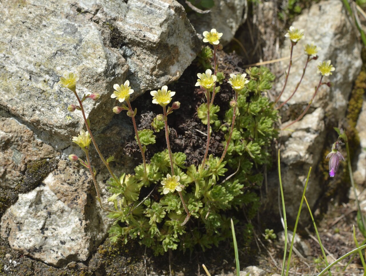 Image of Saxifraga exarata specimen.