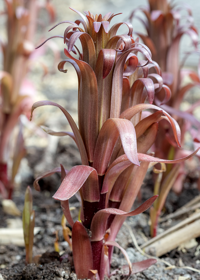Изображение особи род Lilium.