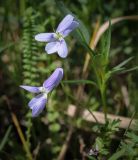 Viola accrescens