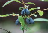 Lonicera edulis