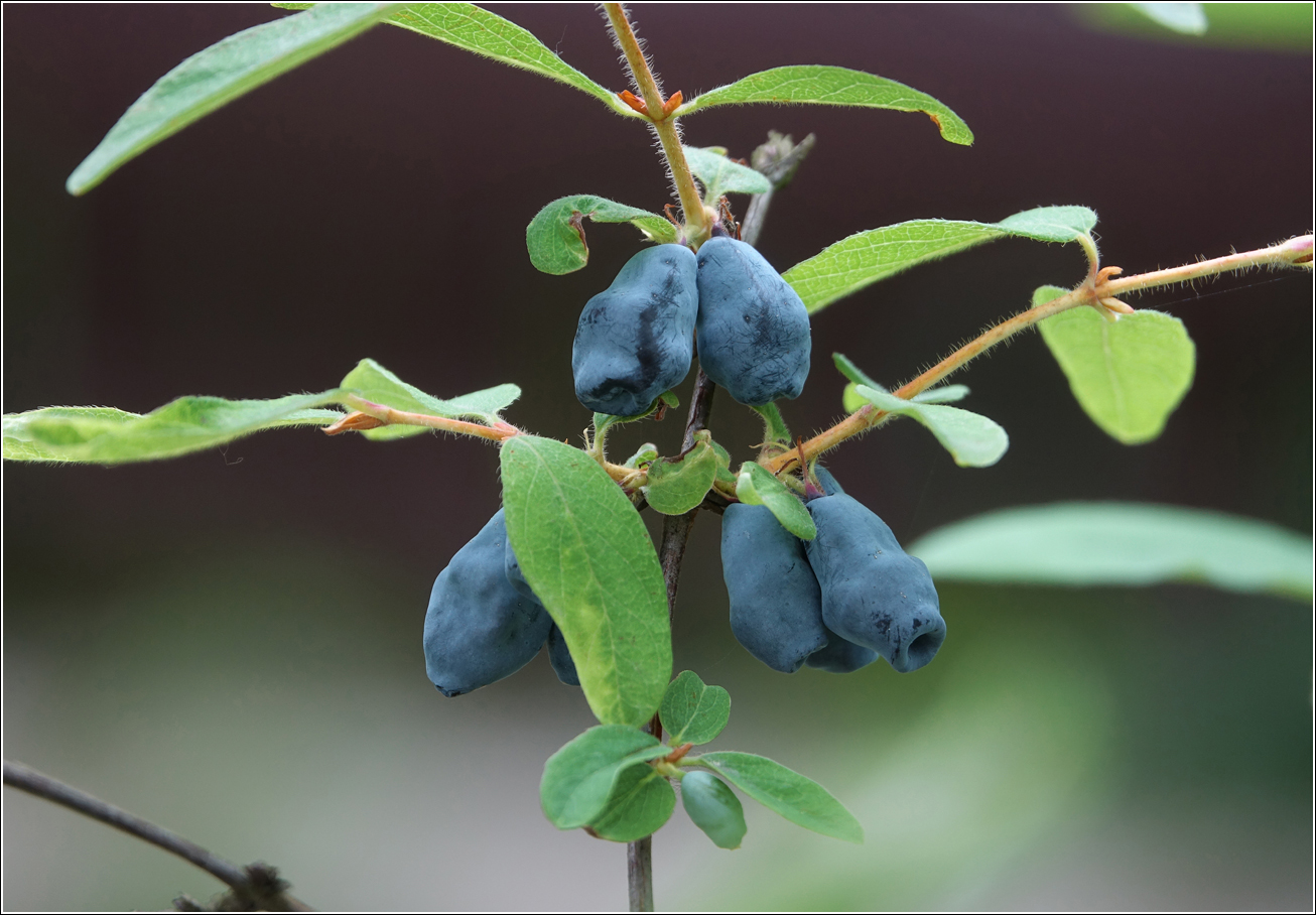 Image of Lonicera edulis specimen.