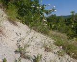 Pyrethrum poteriifolium. Цветущие растения. Краснодарский край, Крымский р-н, окр. станицы Неберджаевская, дол. р. Липки, пушистодубово-грабинниковый лес, скальное обнажение на месте старого заросшего карьера, на плотном субстрате из мергелевой крошки. 07.06.2025.
