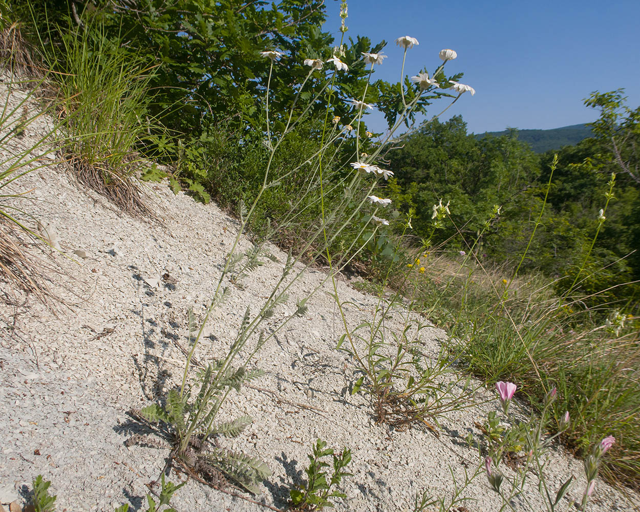 Изображение особи Pyrethrum poteriifolium.