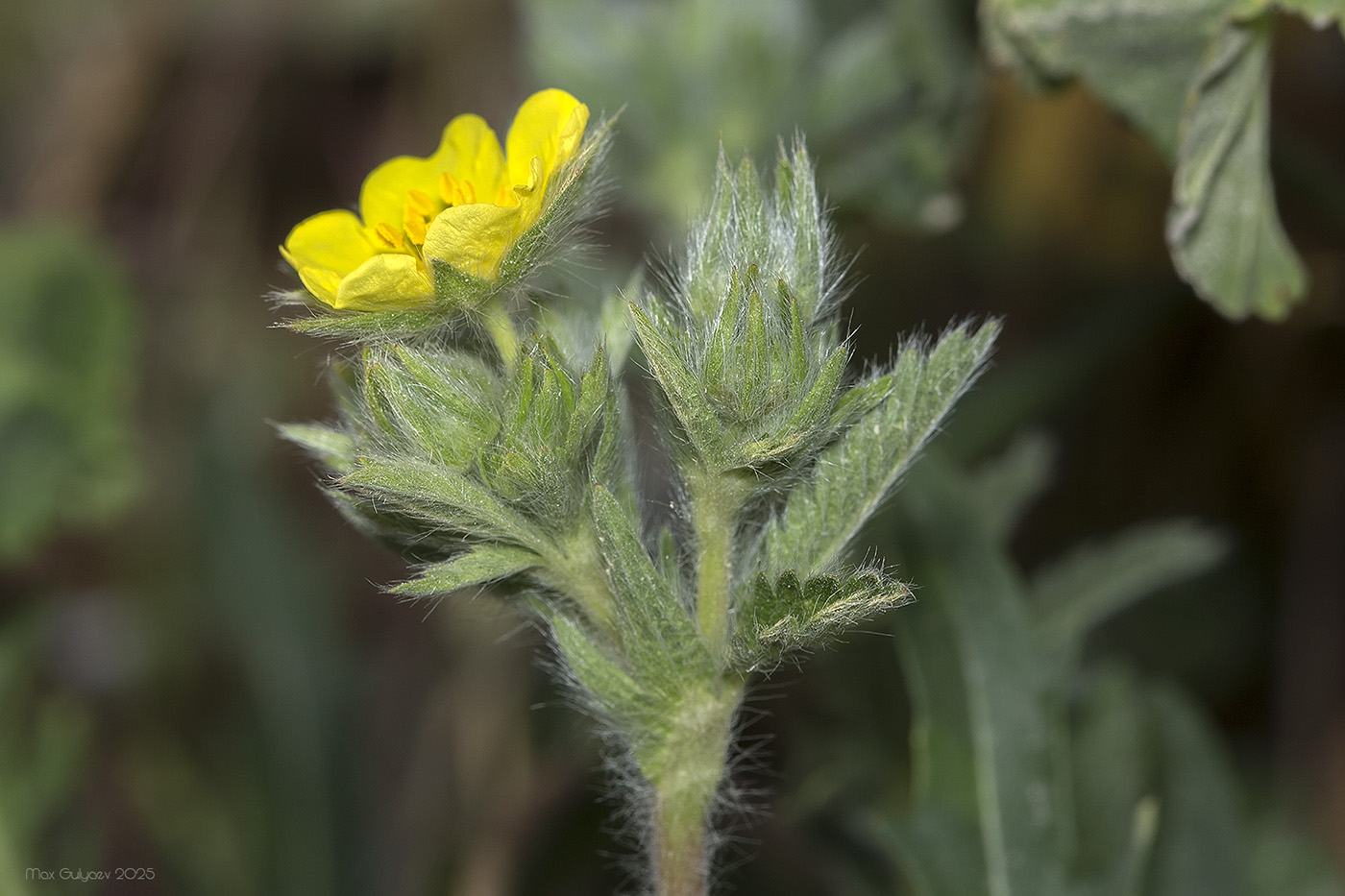Image of Potentilla recta specimen.