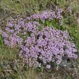 род Thymus