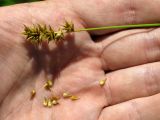 Carex spicata