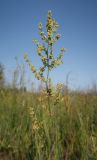 Rumex acetosella