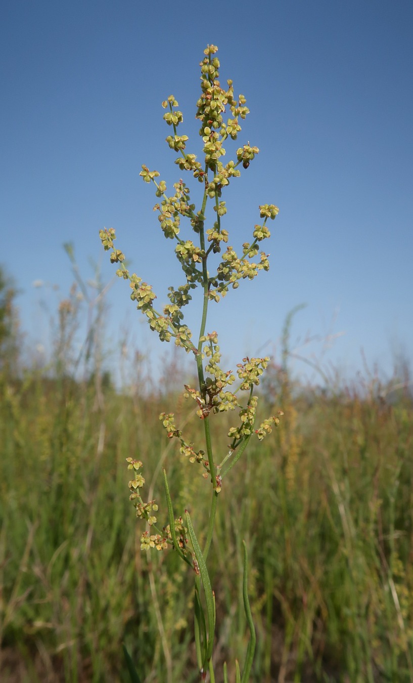 Image of Rumex acetosella specimen.