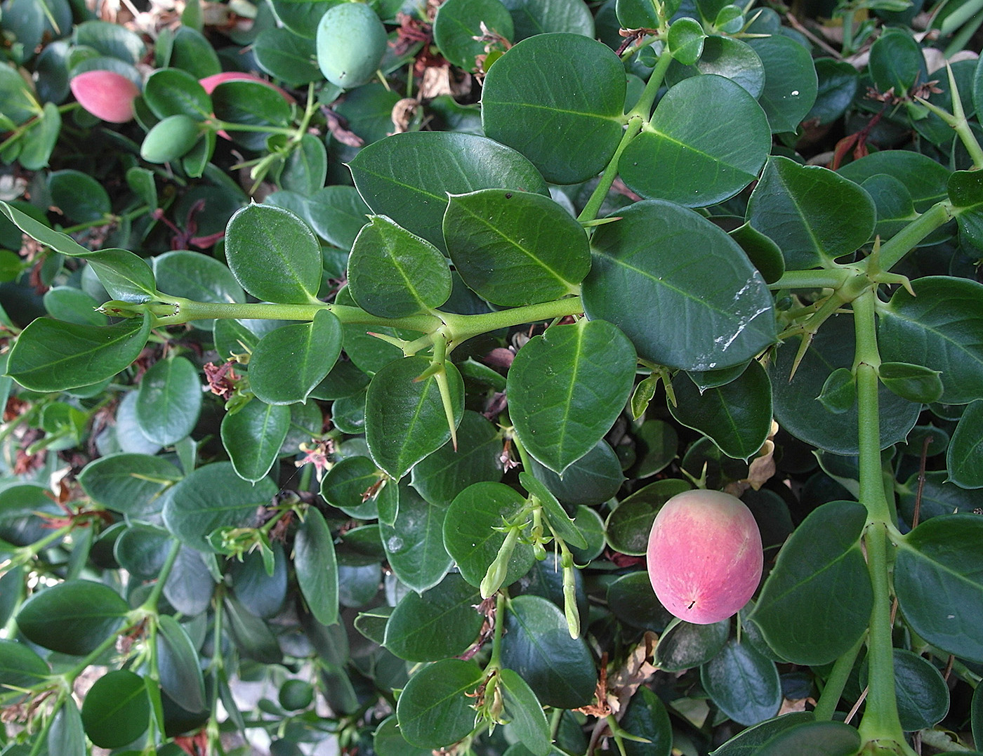 Image of Carissa macrocarpa specimen.