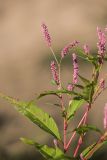 Persicaria lapathifolia. Верхушка растения с соцветиями, повреждённым листом и личинкой клопа. Калужская обл., Перемышльский р-н, дол. р. Жиздра, берег реки. 13.08.2025.