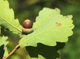 Quercus wutaishanica