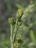 род Bidens. Верхушка побега с распустившимся и нераспустившимися соцветиями. Испания, Каталония, пров. Жирона, комарка Баш Эмпорда, муниципалитет Калонже, залежь. 14.09.2025.