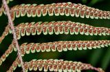 Dryopteris affinis. Часть вайи с сорусами (вид на абаксиальную поверхность). Португалия, о-в Мадейра, национальный парк \"Рибейру-Фриу\", ≈ 1400 м н.у.м., опушка лаврового леса. 20.08.2025.