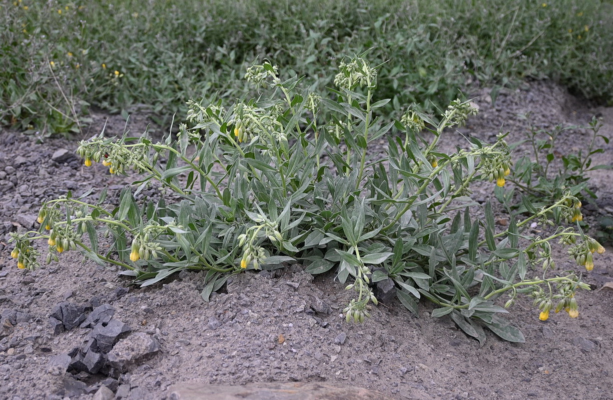 Изображение особи Onosma sericea.