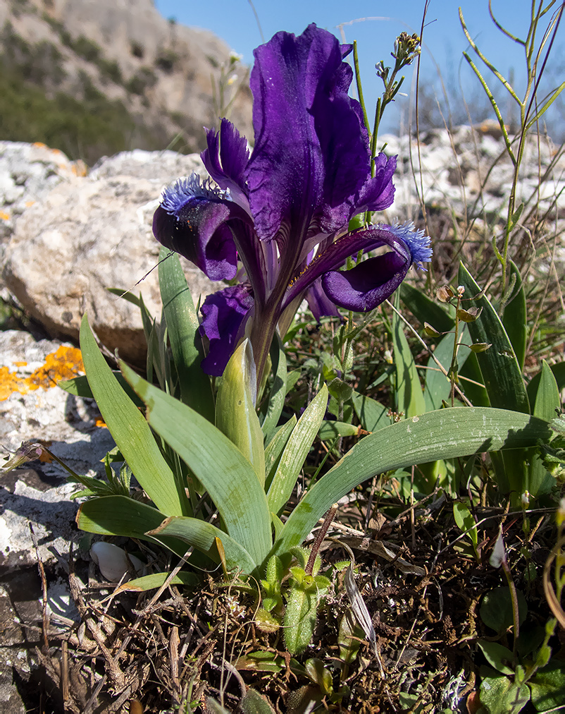 Изображение особи Iris pumila.