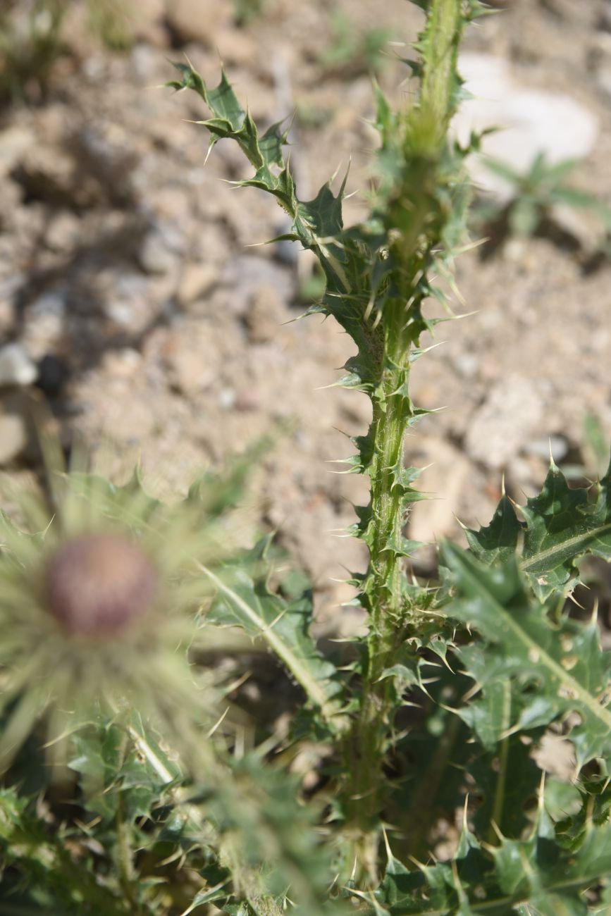 Изображение особи род Carduus.