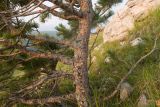 Pinus sylvestris subspecies hamata. Часть ствола угнетённого дерева с основаниями скелетных ветвей. Карачаево-Черкесия, Малокарачаевский р-н, гора Малый Бермамыт, ≈ 2400 н.у.м., частично задернованная крупнокаменистая осыпь. 01.08.2025.