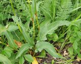 Bistorta officinalis. Нижняя часть цветущего растения. Ульяновская обл., Мелекесский р-н, пойма р. Бирля ниже пос. Уткин, днище балки, выходящей к реке, заболоченный луг. 03.06.2024.