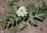 Heracleum grandiflorum. Цветущее растение. Дагестан, Цунтинский р-н, Эльбокский перевал, ок. 2350 м н.у.м., обочина грунтовой дороги. 22.06.2025.