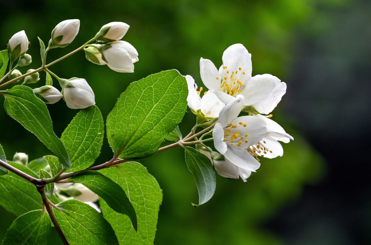Image of Philadelphus sericanthus specimen.
