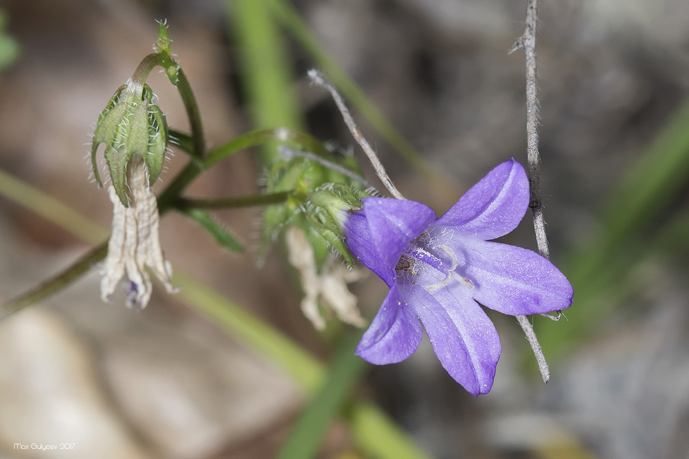 Изображение особи Campanula taurica.