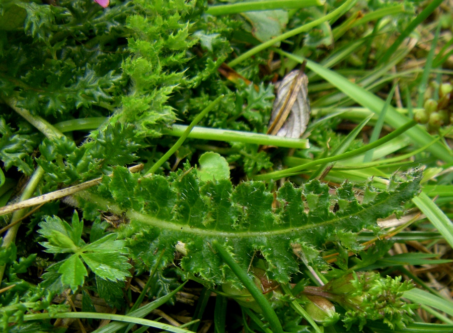 Image of Pedicularis sylvatica specimen.