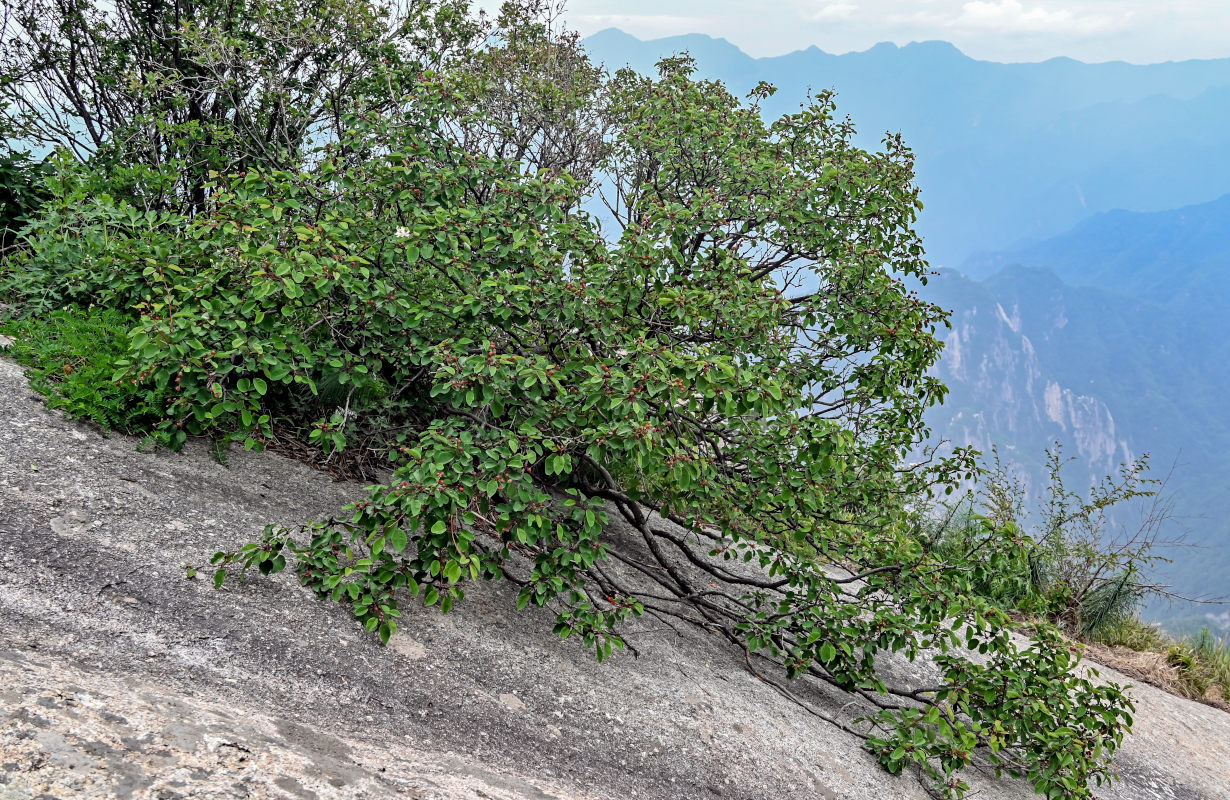 Image of Exochorda racemosa specimen.