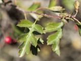 род Crataegus. Лист. Ставропольский край, г. Пятигорск, вершина горы Машук, подверженный рекреационной нагрузке закустаренный разнотравный луг. 25.09.2025.